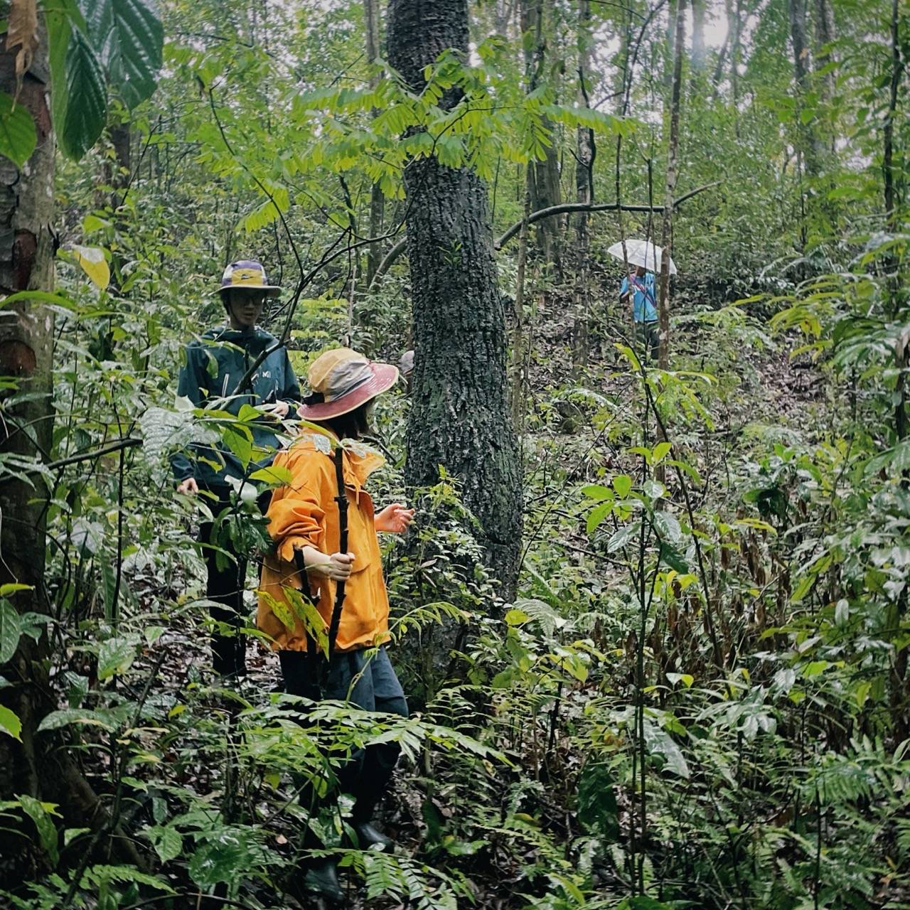 A rainy season forest path in Mangshi