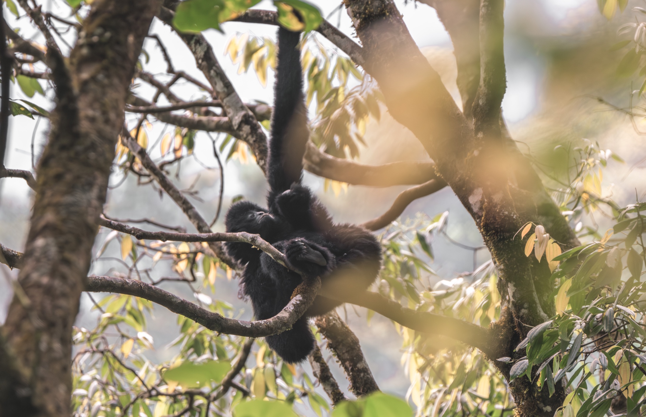 A western black crested gibbon resting in the sunlit canopy of Wuliang Mountain